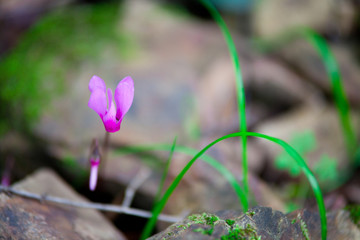 spring crocus flower