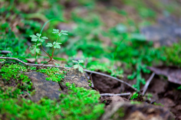 young green plant