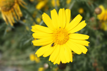 yellow flowers in the garden