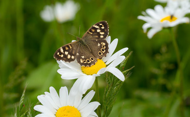 Speckled Wood butterfly, Pararge aegeria, with open wings, on an Ox-eye daisy flower. Blurred green background.