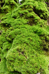 Moss green on root of tree in fores.