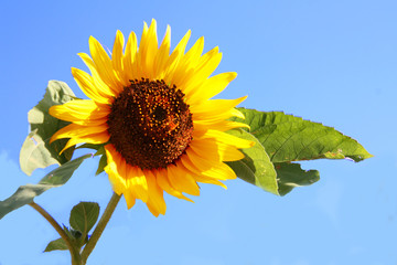 sunflower on blue sky background