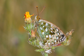 Dark Green Fritillary, Argynnis aglaja, on a yellow wild flower, close up side view with blurred...