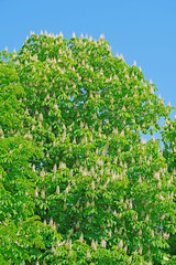 Young green leaves horse chestnut tree