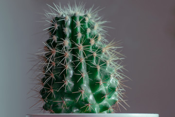 Green cactus with thorns. A growing green cactus with needles