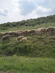 Fototapeta premium herd of sheep