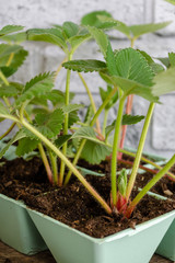 Strawberry Seedlings. Young strawberry bushes are ready for planting. Strawberry in pots for planting in the garden.