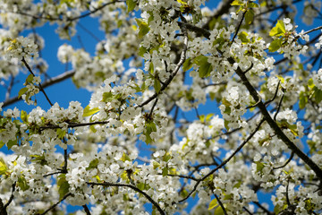 Pflaumenblüte Frühäing Blüte