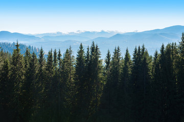 Picturesque mountain panoramic landscape with fir trees and mountain tops. - Powered by Adobe