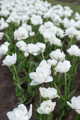 Amazing blooming colorful tulips pattern outdoor. Nature, flowers, spring, gardening concept