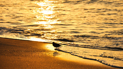 A bird runs along the beach along the edge of the water during sunrise