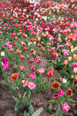 Fototapeta premium Amazing blooming colorful tulips pattern outdoor. Nature, flowers, spring, gardening concept