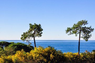 Two pine trees rise above the forest against the backdrop of the sea and sky