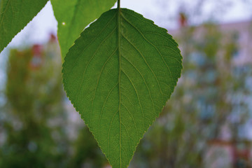 tree leaf close-up