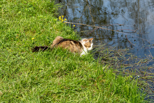 A street cat sits on the shore of a pond and waits for fish to catch.