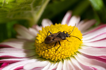 The mustachioed beetle sits on a yellow-pink flower, macro