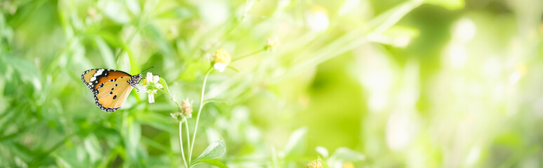 Amazing nature view of butterfly on blurred greenery background in garden and sunlight with copy space using as background natural green plants landscape, ecology, fresh wallpaper concept.