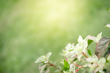 Amazing nature view of white leaf on blurred greenery background in garden and sunlight with copy space using as background natural green plants landscape, ecology, fresh wallpaper concept.