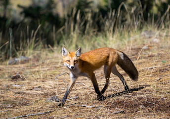 Red Fox | Yellowstone National Park