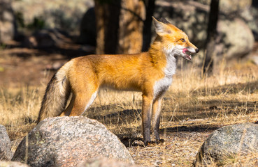 Red Fox | Yellowstone National Park | Wyoming