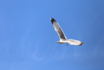 seagull with wingspan flies high lonely in the blue sky