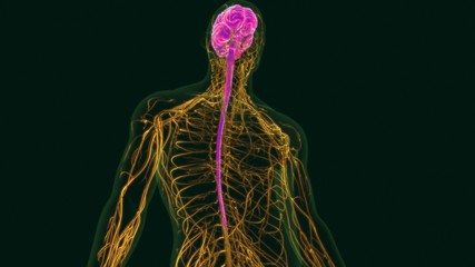 3D Illustration Human Brain Anatomy with Nervous System