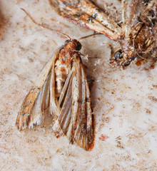 Indianmeal moth also called flour moth is an insect that infests