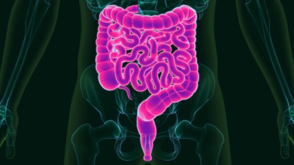 3D Illustration Human Digestive System Anatomy (Large and Small Intestine)