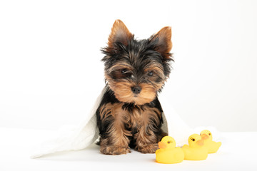 Bathing a little puppy. Yorkshire Terrier puppy in a towel with a rubber duck. Yorkshire Terrier