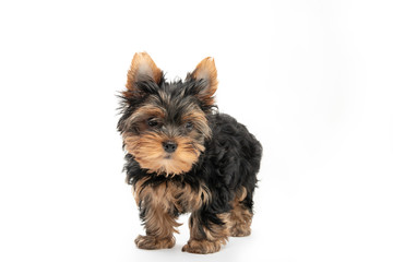 Little Yorkshire Terrier puppy isolated on white background