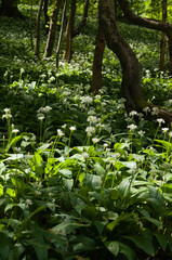 bärlauch im buchenwald , allium ursinum , ramson in beech forest nähe reichenbach in nordhessen