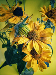 sunflowers on a white background