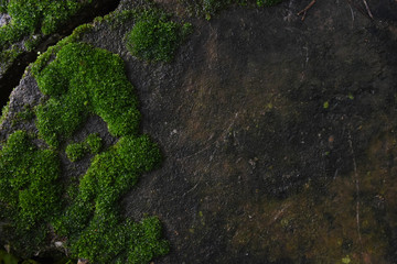 Moss green on stone in forest.