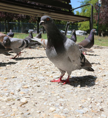 urban pigeon with many others in the city park