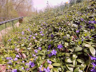 Groundcover called myrtle with purple flowers in a park.