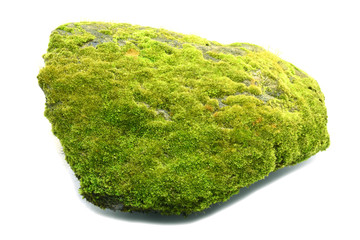 Moss green on the rock on white background.