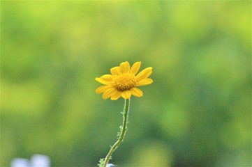 fiore di m in giardinoargherita gialla