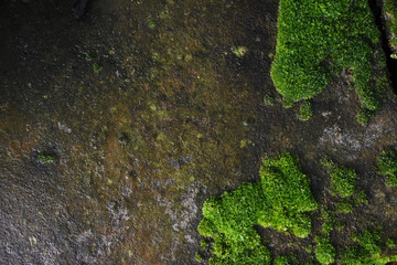 Moss green on stone in forest.