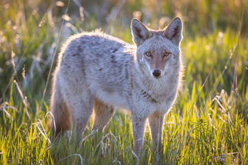 Obraz premium Coyote Glare