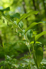 vielblütige weisswurz polygonatum multiflorum