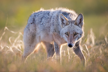 Stalking Coyote