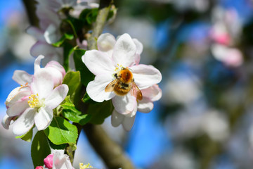 Abeille autour du pommier