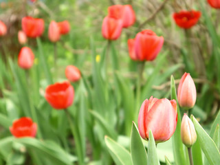 Selective focus. Close up of many delicate vivid red tulips in full bloom in a sunny spring garden, beautiful outdoor floral background.