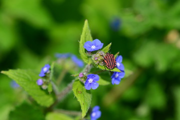 Shield bug beetle, U.K. Macro image of an insect on Green Alkanet.