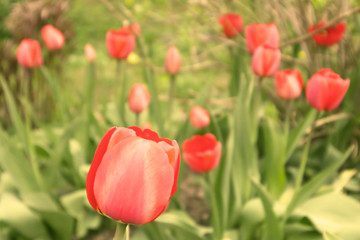 Fototapeta premium Selective focus. Close up of many delicate vivid red tulips in full bloom in a sunny spring garden, beautiful outdoor floral background.