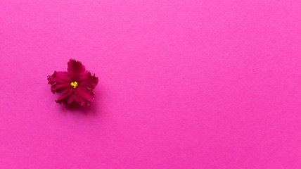 Carmine viola flower on pink background. Simple monochrome flat lay with pastel texture. Fashion...