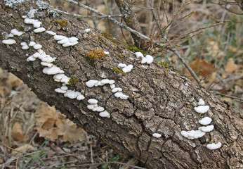 Schizophyllum commune is a species of fungus, resembles undulating waves of tightly packed corals. It is the only known fungi capable of retracting by movement. This mushroom is found the world.