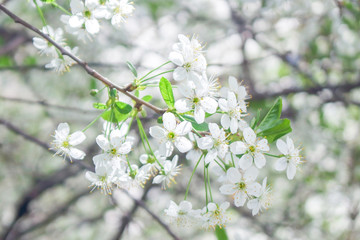 cherry tree blossom background
