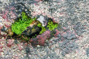 Moss green on stone in forest.