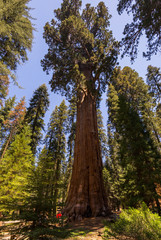 Fototapeta premium General Sherman Tree | Sequoia National Park | California